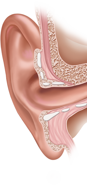 The Outer Ear